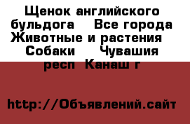 Щенок английского бульдога  - Все города Животные и растения » Собаки   . Чувашия респ.,Канаш г.